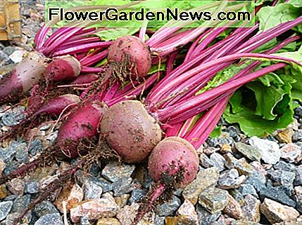 Rüben in einem Container zu züchten ist eine großartige Möglichkeit, ertragreiche Erträge zu ernten! Growing beets in a container is a great way to harvest bountiful yields!