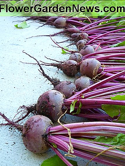 Rüben geerntet von zwei Hochbeetgartenbehältern. Beets harvested from two raised bed garden containers.