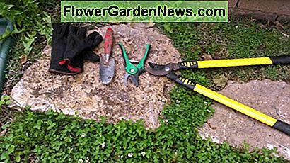 เครื่องมือขนาดเล็กคือกรรไกรตัดเกรียง, เกรียง, ถุงมือและกรรไกร The smaller tools are pruning shears, trowel, gloves and shears