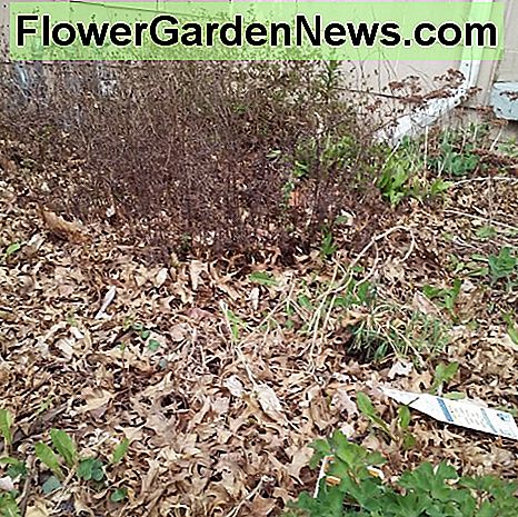 ตรงข้ามกับไม้ยืนต้นที่มีใบและวัชพืช Opposite perennial bed with leaves and weeds
