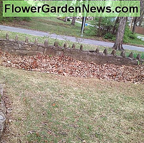 ใบที่เหลืออยู่ในเตียงดอกไม้เจ้าภาพ ใช้คราดขนาดเล็กสำหรับเอาใบ Leaves left in hosta flower bed. Used a smaller rake for removing leaves.