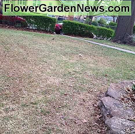 การตัดหญ้าสนามหญ้าแบบสมบูรณ์ Front lawn mowing complete.