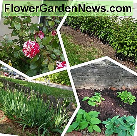 เตียงดอกไม้ในด้านหน้าและด้านหลา Flower beds in the front and side yards.