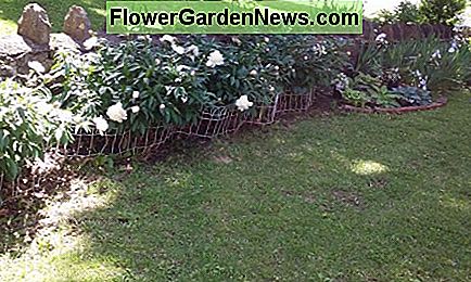 เตียงดอกพีโอะบิกกับผนังยึด Peony flower bed against retaining wall.