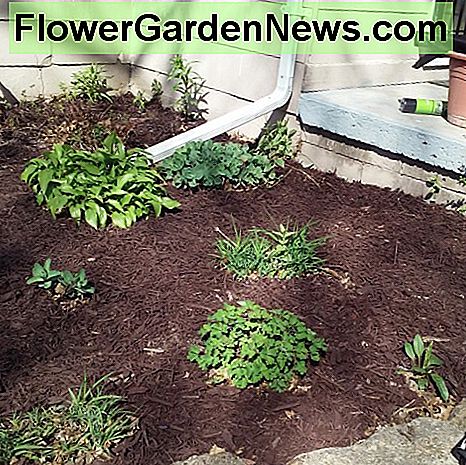 เตียงดอกไม้ที่มีการหมักและคลุมด้วยหญ้าที่อยู่ติดกับบ้าน Weeded and mulched flower bed adjoining the house.