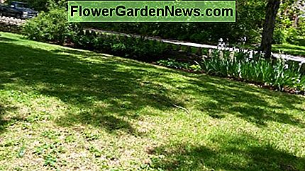 หญ้าเข้ามาอย่างสวยงามในสนามหญ้าด้านหน้า Grass coming in beautifully in the front lawn