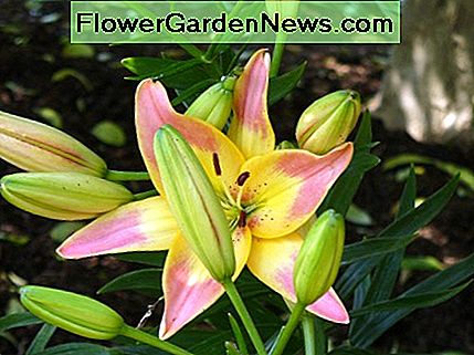 Ich liebe die Farben in dieser Lilie, es scheint so selten! Einige Knospen blockieren den Blick, aber Sie können sich ein Bild machen. Das Gelb und Rosa sind einfach schön für mich. I absolutely love the colors in this lily, it seems so rare! Some buds are kind of blocking the view, but you can get the idea. The yellow and pink are simply beautiful to me.