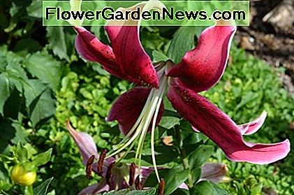 Diese Farbe ist eine tiefrote Farbe Wein oder Burgunder. Dies ist eine der Sorten, die sehr elegant aussieht. Das Gewicht der Blume bewirkt manchmal, dass sie nach unten zeigt, aber Sie können ihre Schönheit immer noch sehr gut sehen. This color is a deep red wine or burgundy color. This is one of the varieties that has a very elegant look to it. The weight of the flower sometimes causes it to point downward, but you can still very much see its beauty.