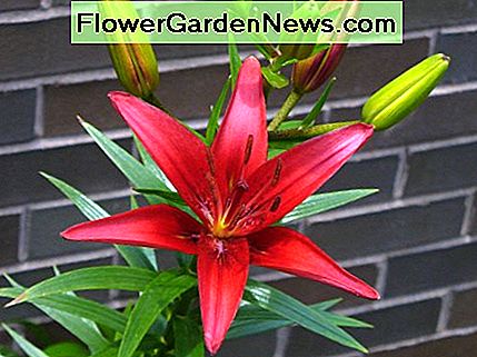 Diese rote asiatische Lilie ist eine tiefe reiche Farbe, die ich einfach absolut liebe. Wie herrlich! This red asiatic lily is a deep rich color that I just absolutely love. How gorgeous!