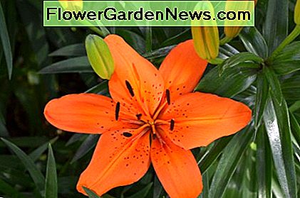 Öffnen Sie helle orange Lilie mit neuen Knospen auf ihrem Weg. Open bright orange lily with new buds on their way.