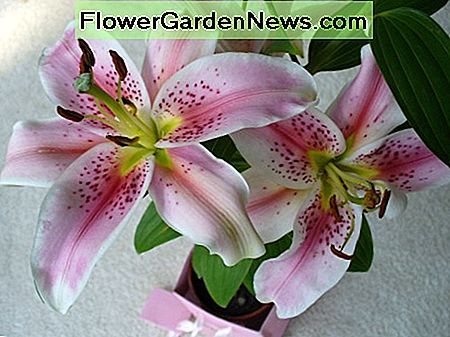 Diese Lilien wurden mir als Geschenk gegeben, und ich war so glücklich, sie zu erhalten. These lilies were given to me as a gift, and I was so happy to receive them.