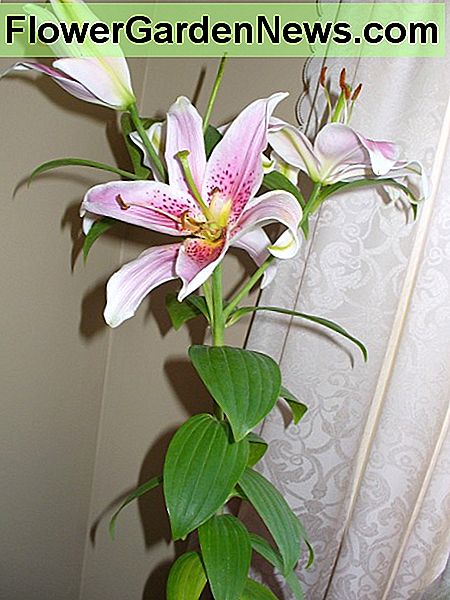 Asiatische Lilie Asiatic Lily