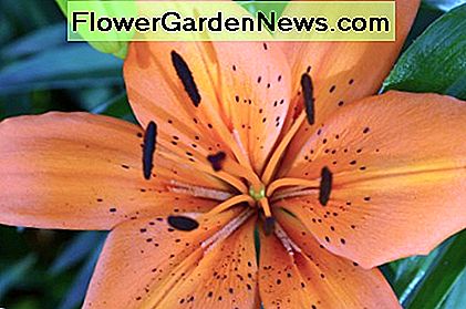 Orange Lilien sind sehr auffällig im Garten. Ich habe diese Farbe einfach geliebt. Orange lilies are very eyecatching in the garden. I simply loved this color.