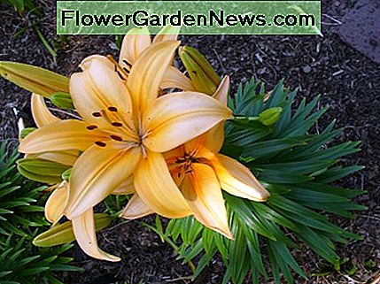 Ich fand diese butterfarbene orange-gelbe Lilie in einem meiner liebsten botanischen Gärten! Einfach nur schön. I found this buttery orange yellow lily in one of my favorite botanical gardens! Just beautiful.