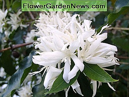 ดอกไม้ของต้นกาแฟมีกลิ่นหอมอ่อน ๆ Coffee tree flowers have delicate, sweet scent.
