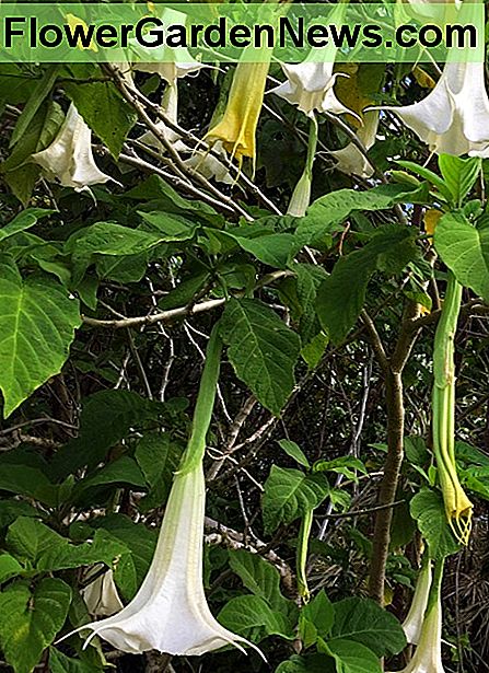 มีกลิ่นหอมขนาดใหญ่สีขาว Brugmansia (เรียกอีกอย่างว่าแตรของแตร) Large, fragrant white Brugmansia (also called Angel's trumpet).