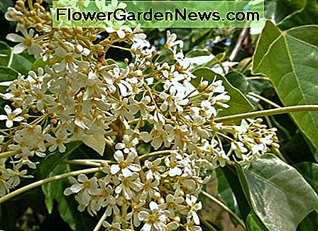 ดอกเดซี่เหมือนของต้นกุุกิหรือต้นเทียนขาว Daisy-like flowers of kukui or candlenut tree.