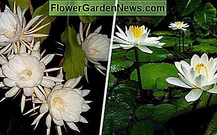 ซ้าย: cereus กลางคืนบาน ขวา: ดอกบัวสีขาวยามค่ำคืน ทั้งสองสายพันธุ์ปล่อยน้ำหอมแปลกใหม่เข้าสู่อากาศกลางคืน Left: Night-blooming cereus. Right: Night-blooming white water lilies. Both species release incredible exotic perfume into the night air.