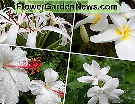 ตามเข็มนาฬิกาจากด้านซ้ายบน: ชิลีสุมาตรา lily, plumeria, pikake jaasmine, hibiscus haha Hawaiian white Clockwise from top left: Sumatra lily, plumeria, pikake jasmine, white native Hawaiian hibiscus.