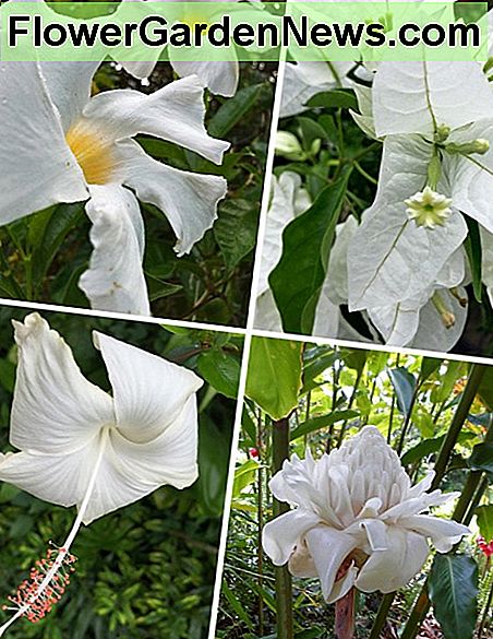 ตามเข็มนาฬิกาจากด้านบนซ้าย: Mandevilla, Bougainvillea, ขิงไฟฉายสีขาว, ชบา 'Snow White' Clockwise from top left: Mandevilla, bougainvillea, white torch ginger, 'Snow White' hibiscus.