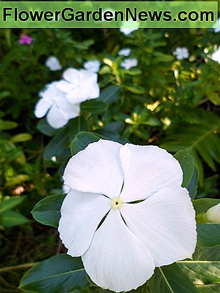 เม็ดสีขาวเปรอะเปื้อนในแสงยามบ่าย White periwinkles aglow in late afternoon light.