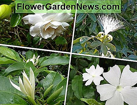 ตามเข็มนาฬิกาจากซ้ายสุด: Gardenia, ดอกไม้กระจับ, 'White Lady' thunbergia, pak-lan (เรียกอีกอย่างว่า champaca สีขาว) Clockwise from top left: Gardenia, malabar chestnut flower, 'White Lady' thunbergia, pak-lan (also called white champaca).