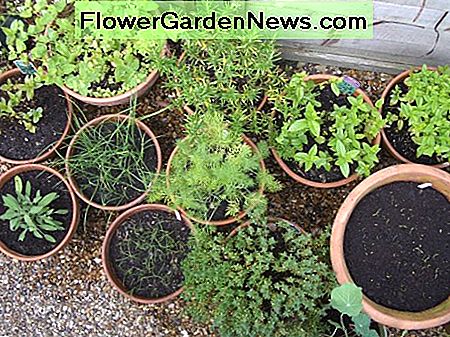 Gemischte Kräuter Mixed herbs