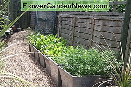 Gemüse in Containern und Mini-Gewächshaus Vegetables in containers and mini greenhouse