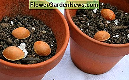 Semințe în mediu de creștere. Seeds in growing medium.