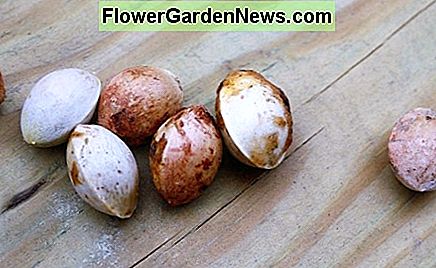 Semințe de ginkgo Ginkgo seeds