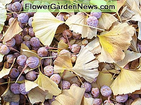 Fructele unui copac ginkgo feminin The fruit of a female ginkgo tree