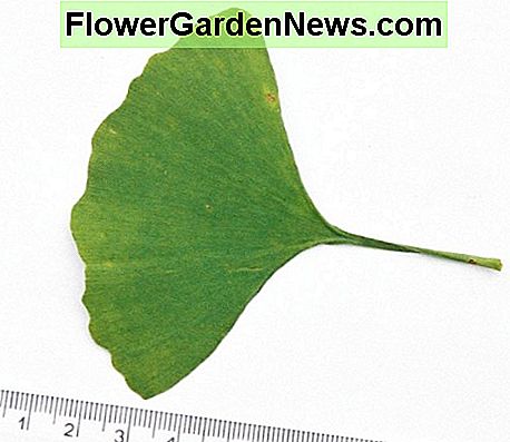 O frunză de ginkgo în primăvară A ginkgo leaf in spring