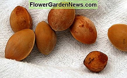 Spălate și curățate semințe de ginkgo Washed and scrubbed ginkgo seeds