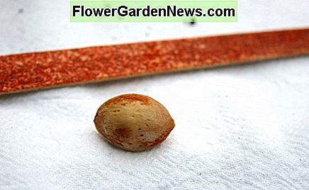 Depunerea cazului de semințe cu un fișier de unghii pentru a slăbi este o metodă de scarificare. Filing the seed case with a fingernail file to weaken it is one method of scarification.