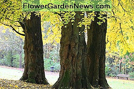 Un stand de copaci ginkgo în Mariemont Park, Belgia. A stand of ginkgo trees in Mariemont Park, Belgium.