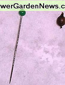 Wurm-Ei-Kokon Worm Egg Cocoon