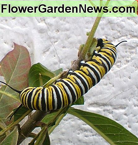 Oruga Caterpillar
