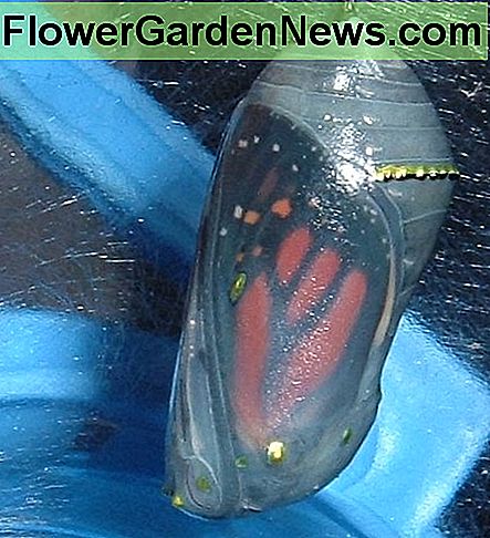 Crisálida casi lista para emerger. Chrysalis nearly ready to emerge.
