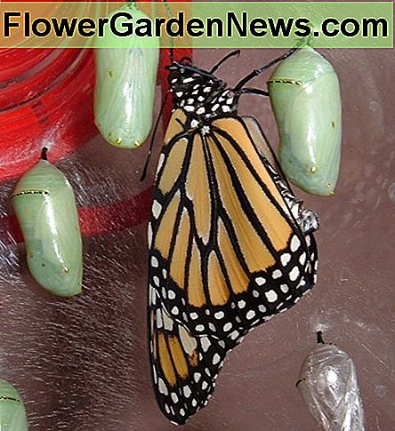 Mariposa monarca recién emergida y crisálidas Freshly emerged Monarch Butterfly and chrysalises