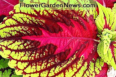 Ein Nahaufnahmenfoto eines gemusterten Coleusblattes; Das rote Muster in der Mitte erinnert mich an einen Weihnachtsbaum A close-up photo of a patterned coleus leaf; the red pattern in the center reminds me of a Christmas tree