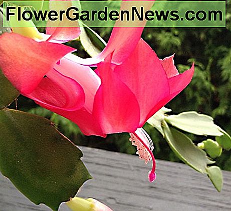 Eine meiner Weihnachtskaktusblumen One of my Christmas cactus flowers