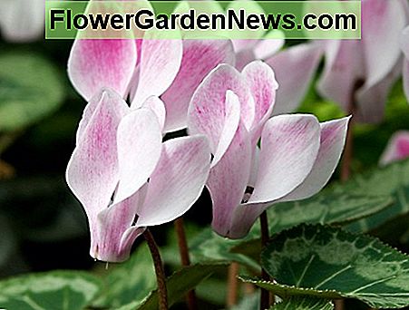 Alpenveilchen Blumen Cyclamen flowers