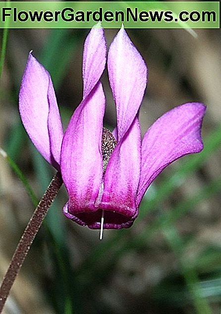 Cyclamen purpurascens Cyclamen purpurascens