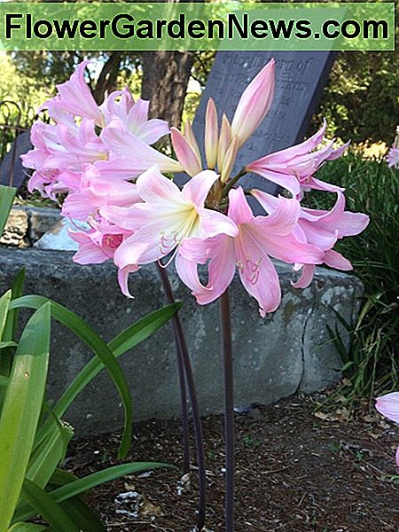 Amaryllis Belladonna oder Belladonna Lilie Amaryllis belladonna or belladonna lily