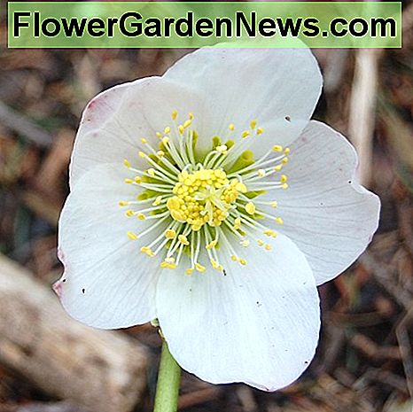 Eine Blume der Weihnachtsrose oder Helleborus Niger A flower of the Christmas rose, or Helleborus niger