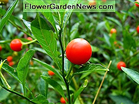 Jerusalem Kirsche Jerusalem cherry