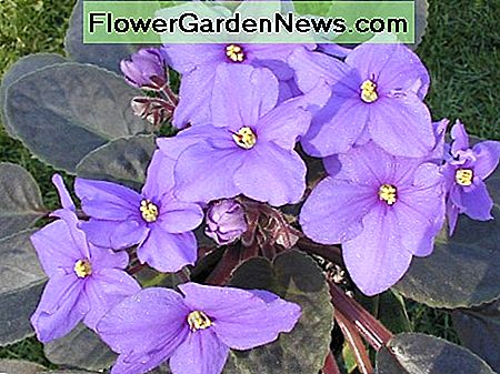 Ein Usambaraveilchen in voller BlĂŒte An African violet in bloom