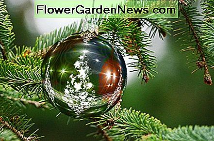 Ein Weihnachtsbaum ist ein wesentlicher Bestandteil der Feier vieler Menschen. A Christmas tree is an essential part of many people's celebration.