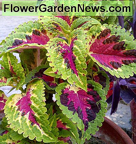 Coleus in einem Topf Coleus in a pot