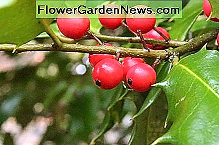 Holly Beeren Holly berries